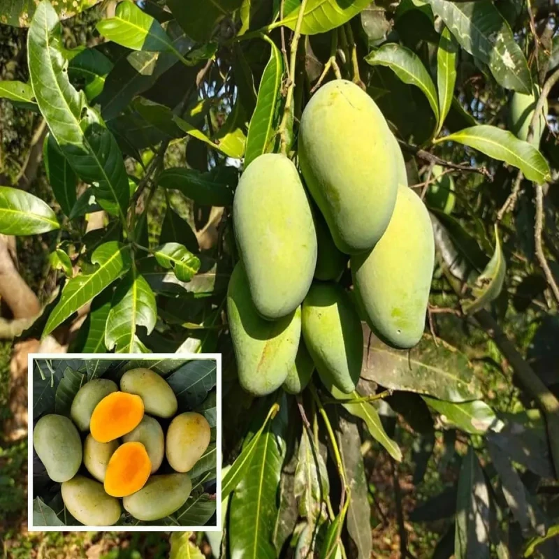 Amrapali (আম্রপালি) 10 Kg